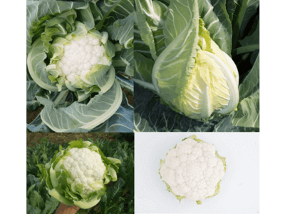 Sakata ‘alarga la temporada’ con cuatro nuevas variedades de coliflor