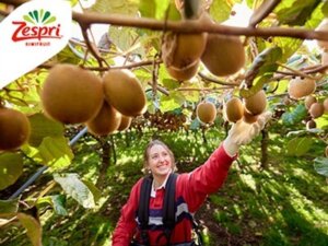 Kiwis Zespri™, el secreto detrás de una calidad excepcional