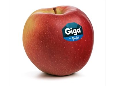 Regresa a los mercados la manzana Giga®