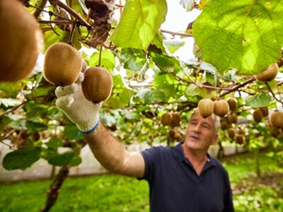 En Zespri, la sostenibilidad no es solo un objetivo, es el centro de todo lo que hacemos