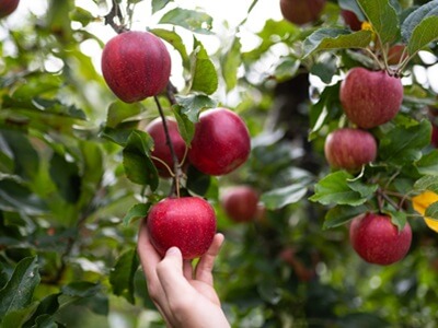 VOG inicia la nueva cosecha con buenas perspectiva