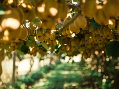 Buenas previsiones para la próxima campaña de Zespri del hemisferio norte