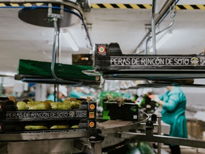 La D.O.P. Peras de Rincón de Soto recoge 19,3 millones de kilos de peras con una calidad excepcional